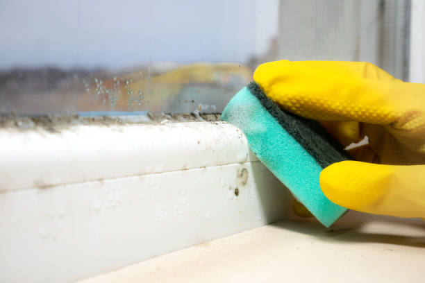 Best Home Mold Removal  in Prairie Creek, AR