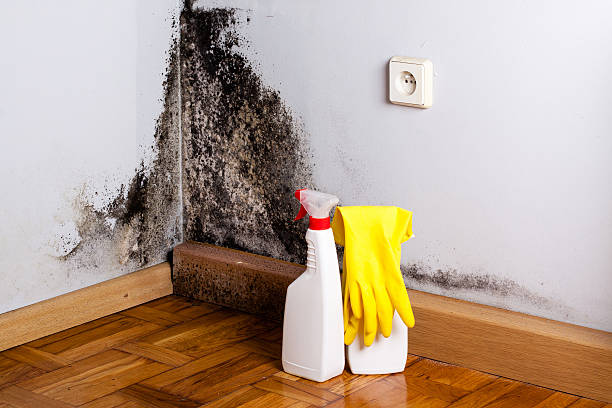 Best Crawl Space Mold Removal  in Prairie Creek, AR