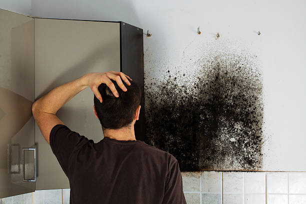 Best Mold Damage Repair  in Prairie Creek, AR