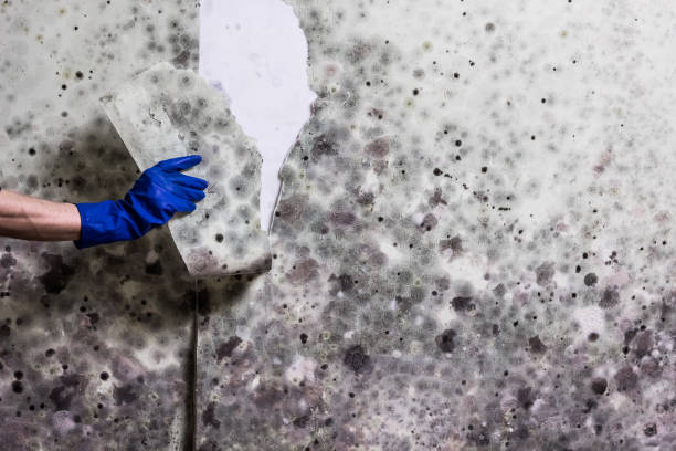 Water Damage Restoration in Prairie Creek, AR