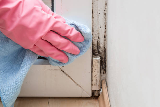 Best Mold Removal and Inspection  in Prairie Creek, AR