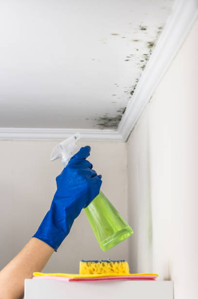 Best Attic Mold Removal  in Prairie Creek, AR
