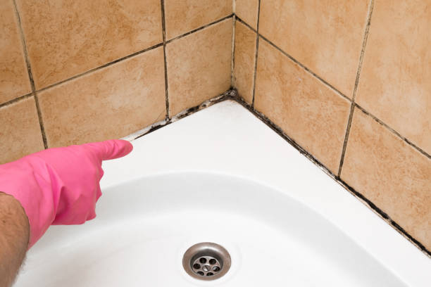 Best Certified Mold Removal  in Prairie Creek, AR